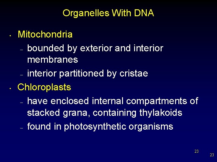 Organelles With DNA • • Mitochondria – bounded by exterior and interior membranes –