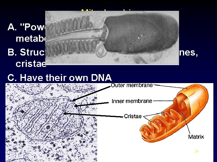 Mitochondria A. "Powerhouse of the cell" - cellular metabolism B. Structure- outer and inner