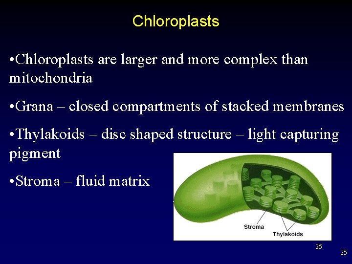 Chloroplasts • Chloroplasts are larger and more complex than mitochondria • Grana – closed