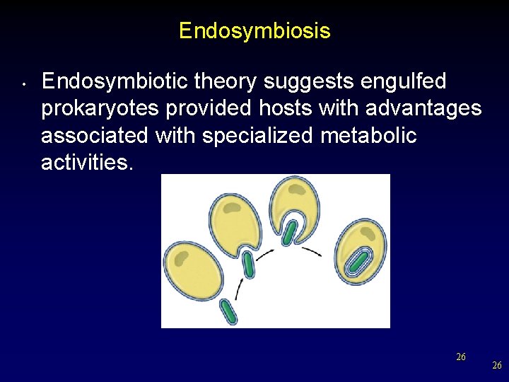 Endosymbiosis • Endosymbiotic theory suggests engulfed prokaryotes provided hosts with advantages associated with specialized