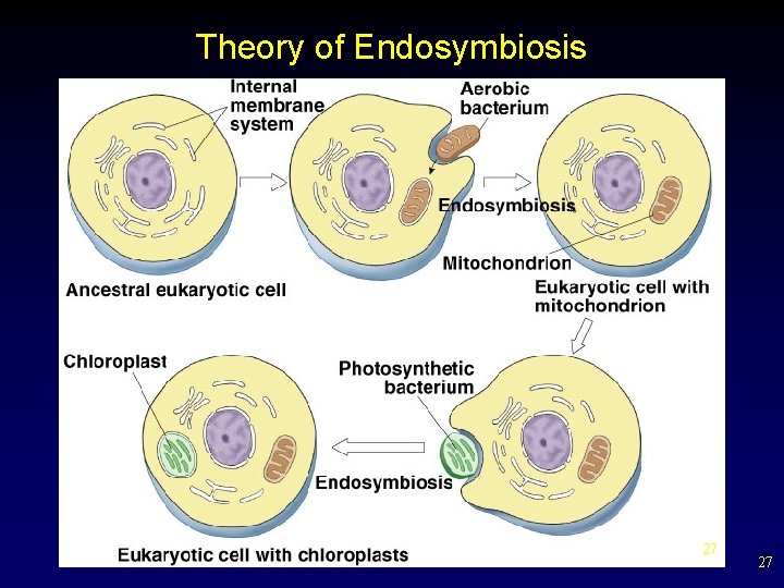 Theory of Endosymbiosis 27 27 