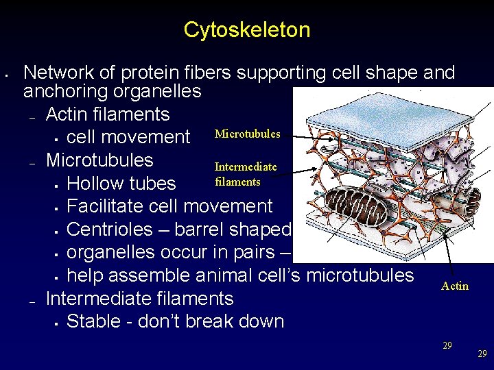 Cytoskeleton • Network of protein fibers supporting cell shape and anchoring organelles – Actin