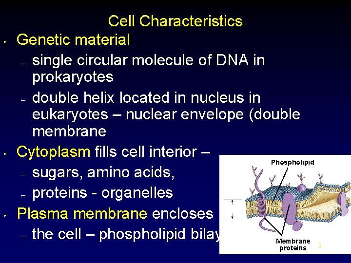  • • • Cell Characteristics Genetic material – single circular molecule of DNA