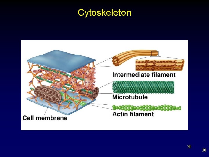 Cytoskeleton 30 30 