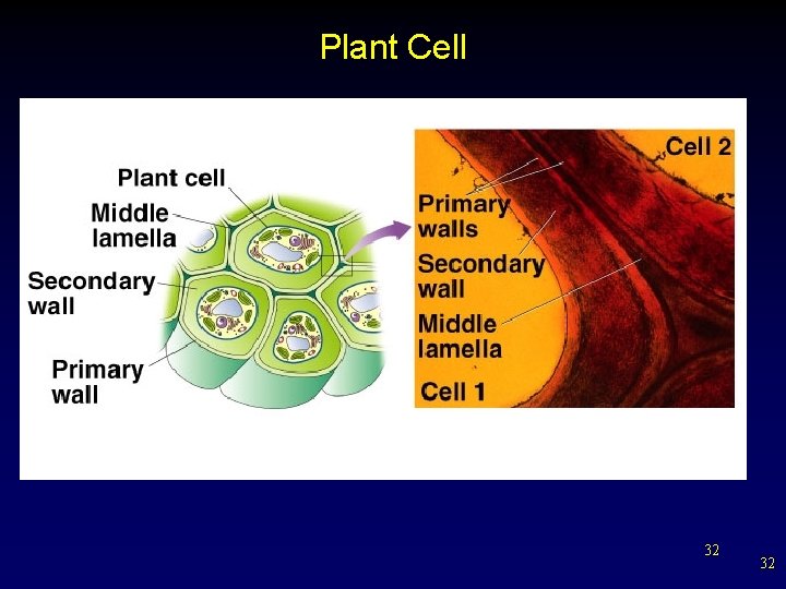 Plant Cell 32 32 