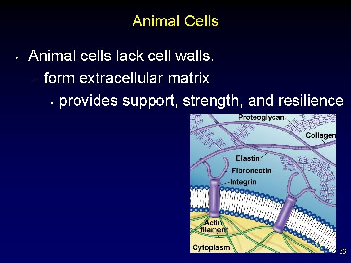 Animal Cells • Animal cells lack cell walls. – form extracellular matrix § provides