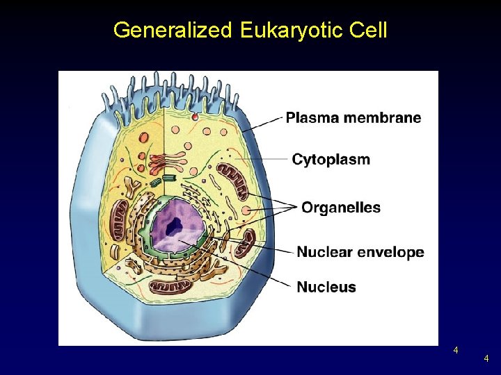 Generalized Eukaryotic Cell 4 4 