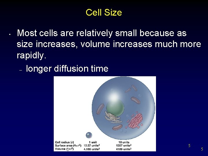 Cell Size • Most cells are relatively small because as size increases, volume increases