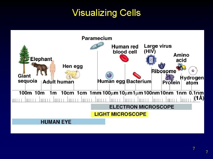 Visualizing Cells 7 7 