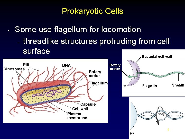 Prokaryotic Cells • Some use flagellum for locomotion – threadlike structures protruding from cell