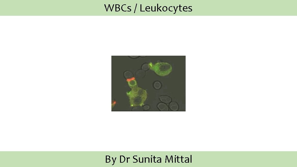 WBCs / Leukocytes By Dr Sunita Mittal 