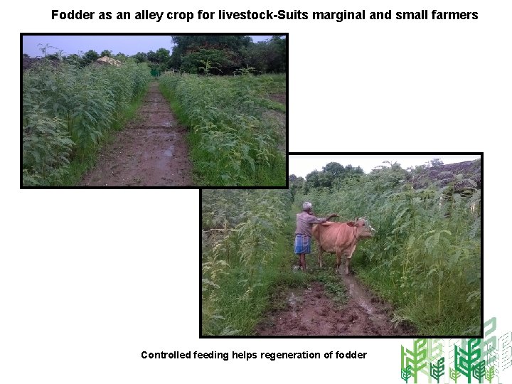 Fodder as an alley crop for livestock-Suits marginal and small farmers Controlled feeding helps