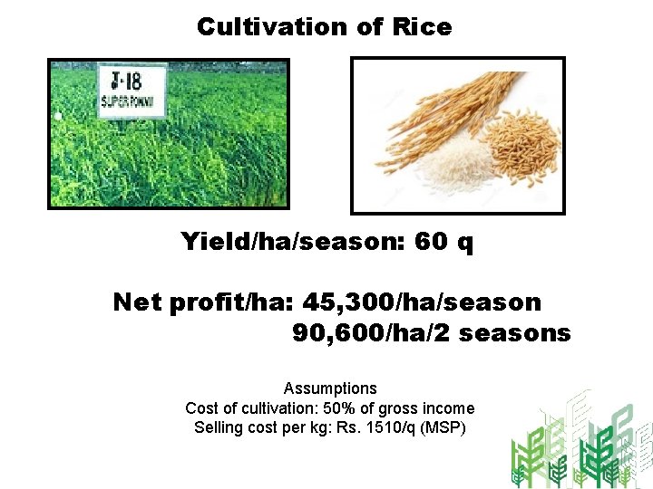 Cultivation of Rice Yield/ha/season: 60 q Net profit/ha: 45, 300/ha/season 90, 600/ha/2 seasons Assumptions
