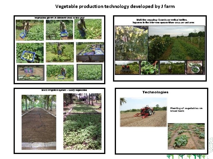 Vegetable production technology developed by J farm 