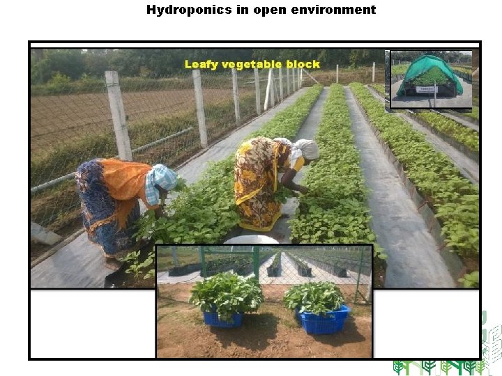Hydroponics in open environment 