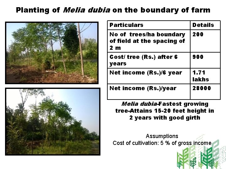 Planting of Melia dubia on the boundary of farm Particulars Details No of trees/ha