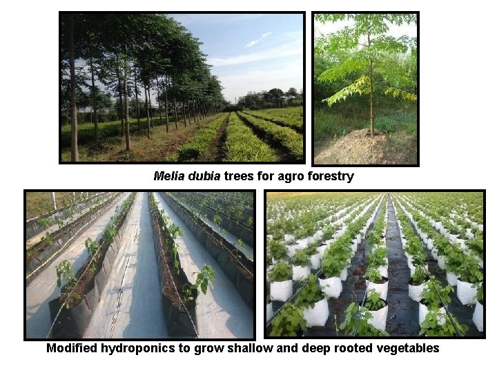 Melia dubia trees for agro forestry Modified hydroponics to grow shallow and deep rooted