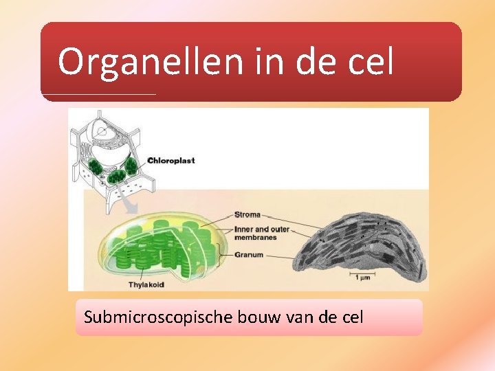 Organellen in de cel Submicroscopische bouw van de cel 