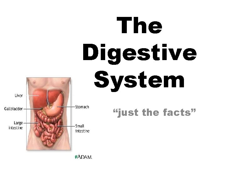 The Digestive System “just the facts” The Digestive System “just the facts”