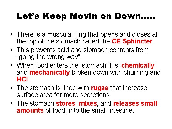 Let’s Keep Movin on Down…. . • There is a muscular ring that opens Let’s Keep Movin on Down…. . • There is a muscular ring that opens
