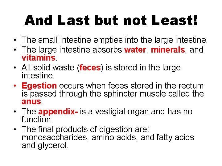 And Last but not Least! • The small intestine empties into the large intestine. And Last but not Least! • The small intestine empties into the large intestine.