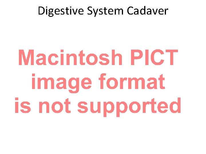 Digestive System Cadaver Digestive System Cadaver