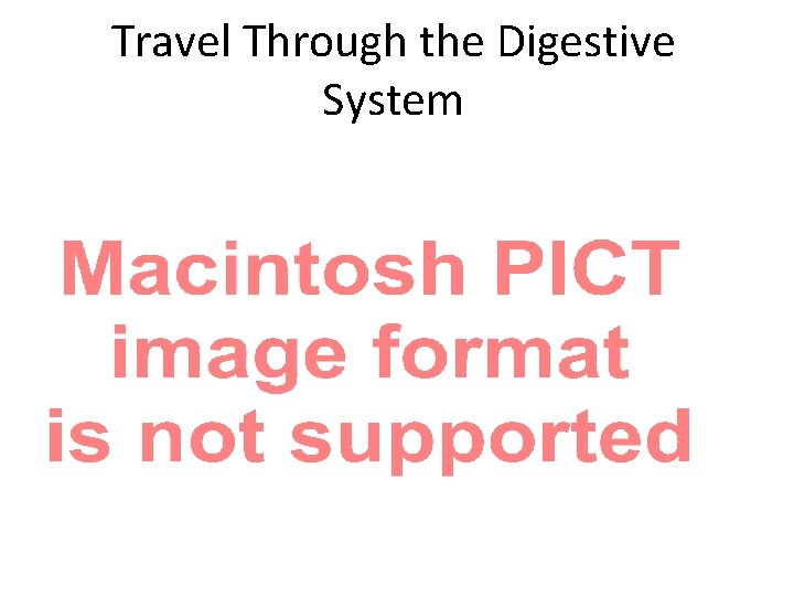 Travel Through the Digestive System Travel Through the Digestive System