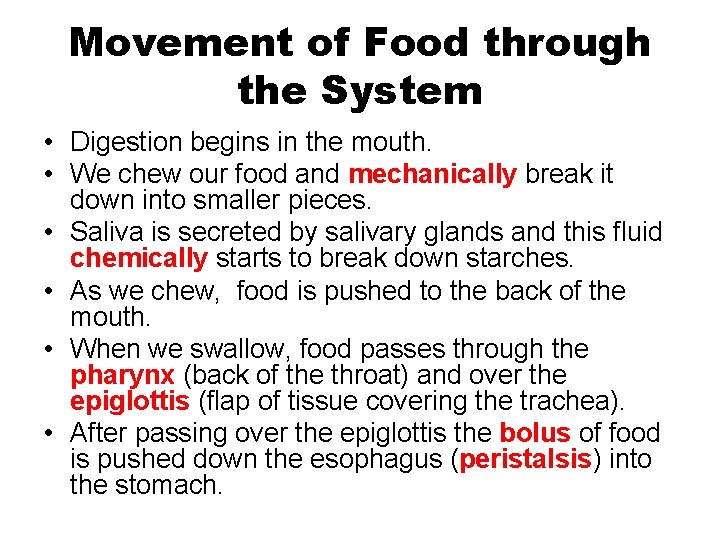 Movement of Food through the System • Digestion begins in the mouth. • We Movement of Food through the System • Digestion begins in the mouth. • We