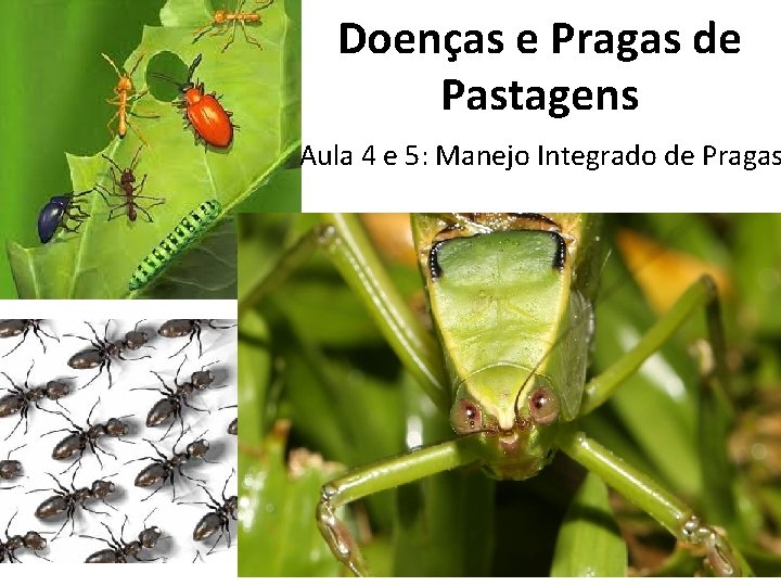 Doenças e Pragas de Pastagens Aula 4 e 5: Manejo Integrado de Pragas 