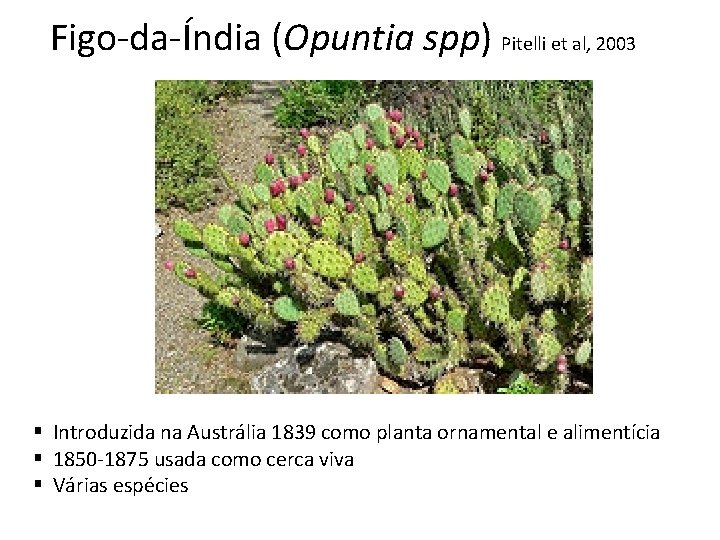 Figo-da-Índia (Opuntia spp) Pitelli et al, 2003 § Introduzida na Austrália 1839 como planta