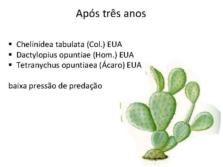 Após três anos § Chelinidea tabulata (Col. ) EUA § Dactylopius opuntiae (Hom. )