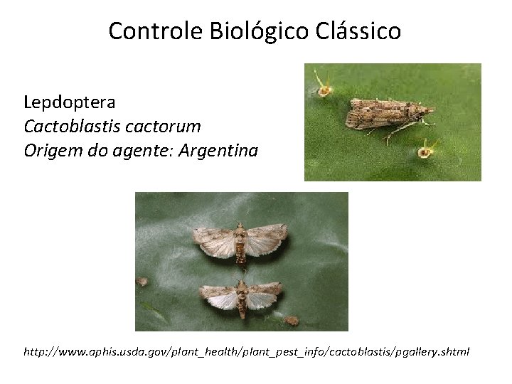 Controle Biológico Clássico Lepdoptera Cactoblastis cactorum Origem do agente: Argentina http: //www. aphis. usda.