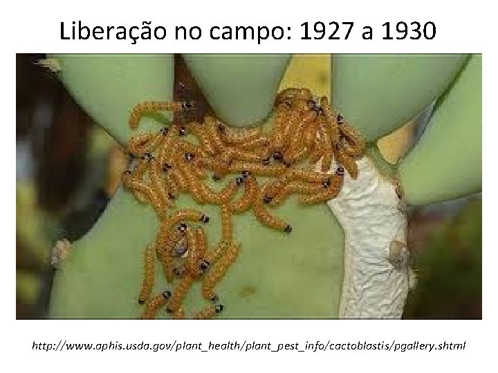 Liberação no campo: 1927 a 1930 http: //www. aphis. usda. gov/plant_health/plant_pest_info/cactoblastis/pgallery. shtml 