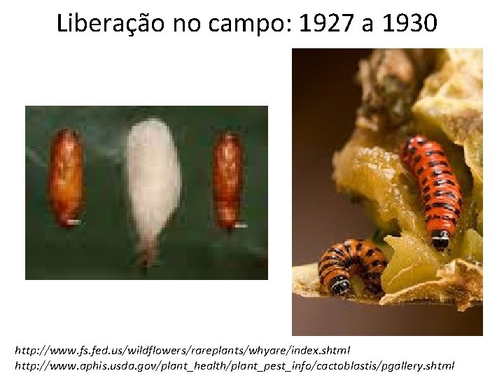 Liberação no campo: 1927 a 1930 http: //www. fs. fed. us/wildflowers/rareplants/whyare/index. shtml http: //www.