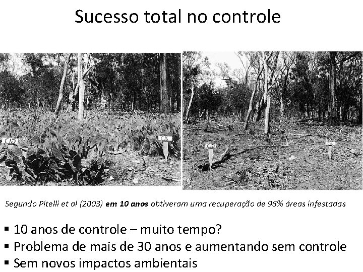 Sucesso total no controle Segundo Pitelli et al (2003) em 10 anos obtiveram uma