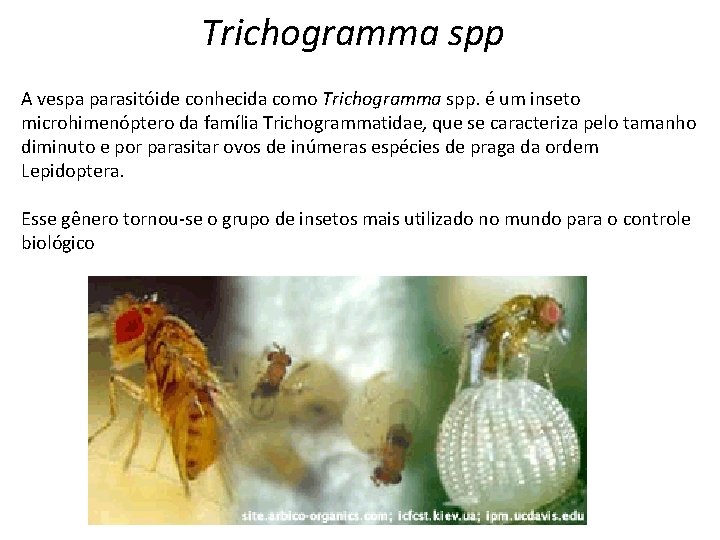 Trichogramma spp A vespa parasitóide conhecida como Trichogramma spp. é um inseto microhimenóptero da