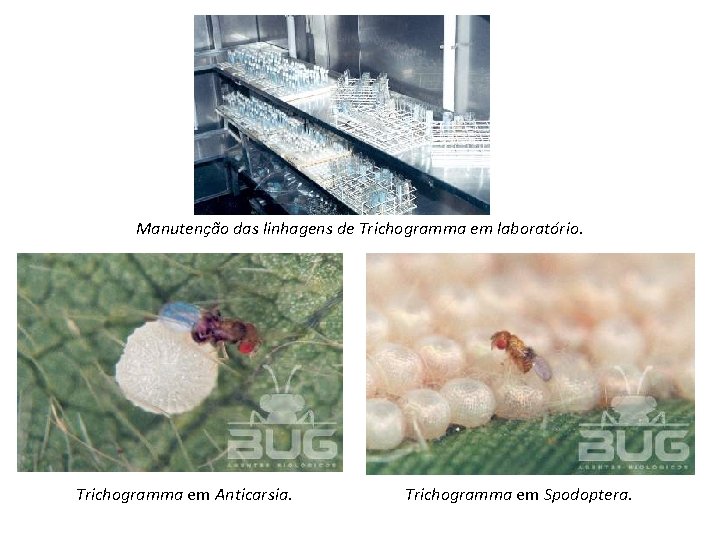 Manutenção das linhagens de Trichogramma em laboratório. Trichogramma em Anticarsia. Trichogramma em Spodoptera. 