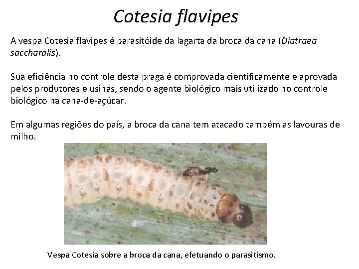 Cotesia flavipes A vespa Cotesia flavipes é parasitóide da lagarta da broca da cana