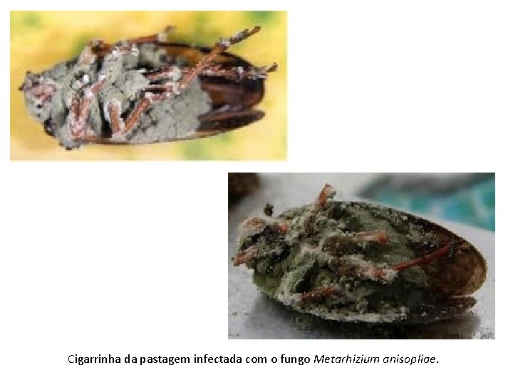 Cigarrinha da pastagem infectada com o fungo Metarhizium anisopliae. 