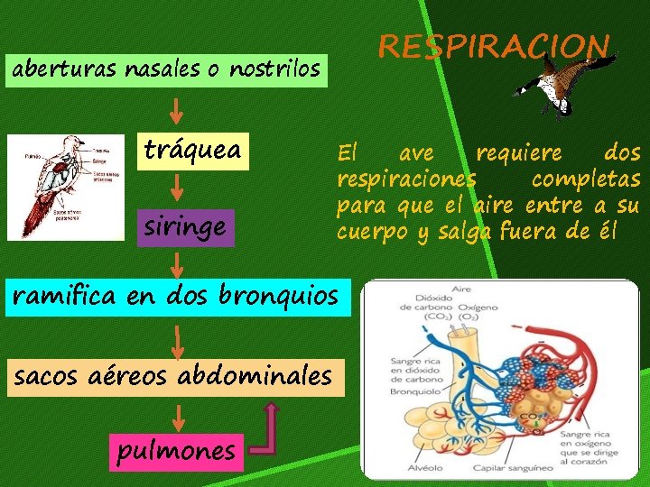 RESPIRACION aberturas nasales o nostrilos tráquea siringe El ave requiere dos respiraciones completas para