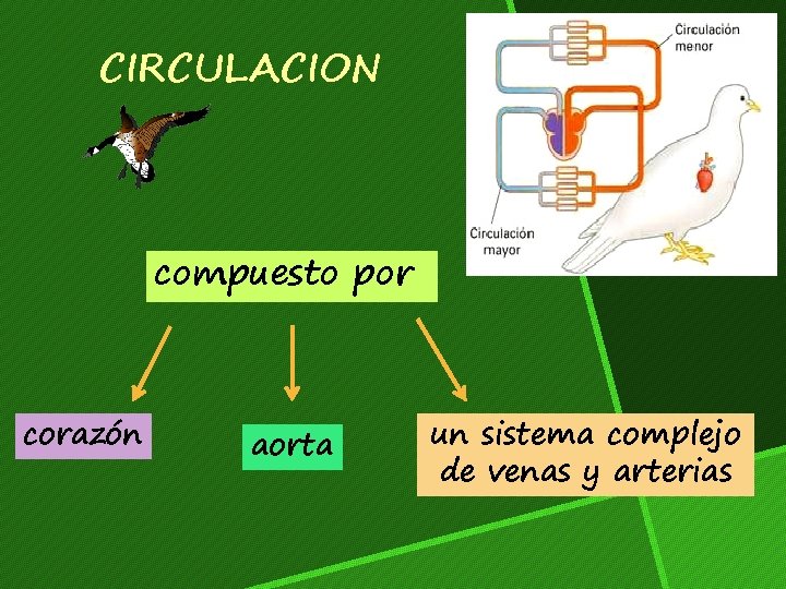 CIRCULACION compuesto por corazón aorta un sistema complejo de venas y arterias 