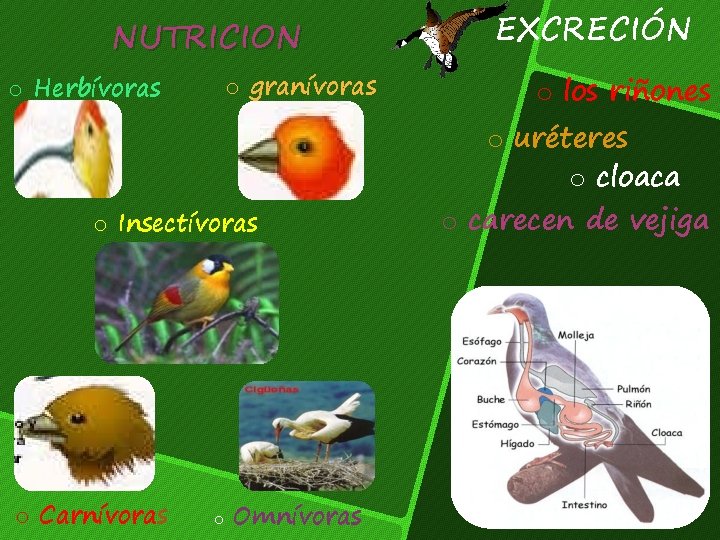 NUTRICION o granívoras o Herbívoras EXCRECIÓN o los riñones o uréteres o cloaca o