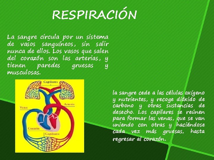 RESPIRACIÓN La sangre circula por un sistema de vasos sanguíneos, sin salir nunca de