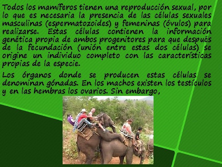 Todos los mamíferos tienen una reproducción sexual, por lo que es necesaria la presencia