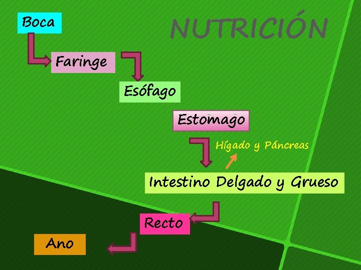 Boca Faringe NUTRICIÓN Esófago Estomago Hígado y Páncreas Intestino Delgado y Grueso Ano Recto