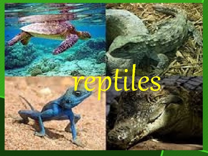 reptiles 