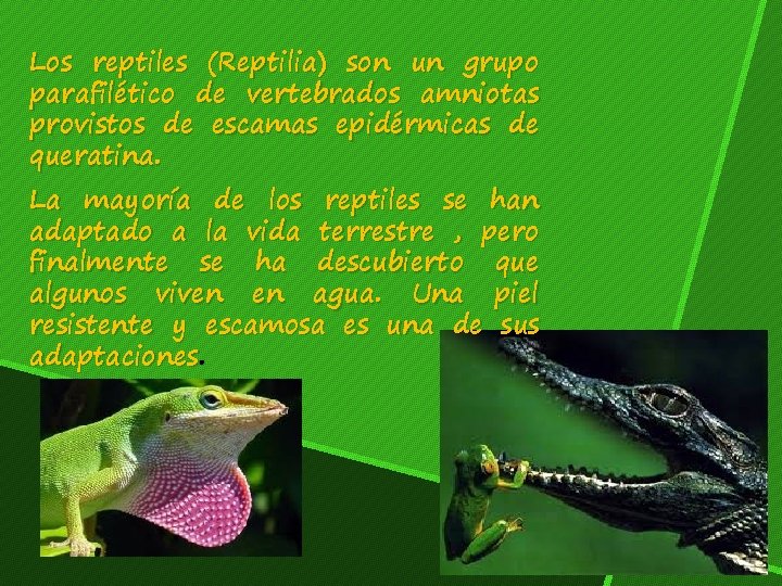 Los reptiles (Reptilia) son un grupo parafilético de vertebrados amniotas provistos de escamas epidérmicas