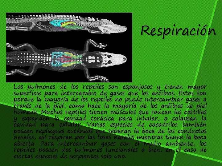 Respiración Los pulmones de los reptiles son esponjosos y tienen mayor superficie para intercambio