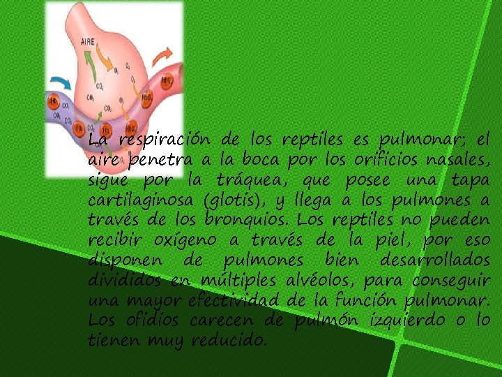 La respiración de los reptiles es pulmonar; el aire penetra a la boca por