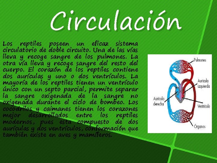 Circulación Los reptiles poseen un eficaz sistema circulatorio de doble circuito. Una de las